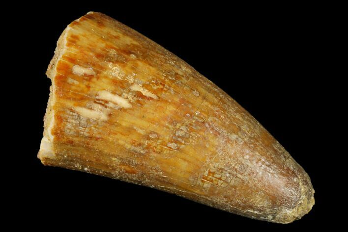 Cretaceous Fossil Crocodile Tooth - Morocco #185385